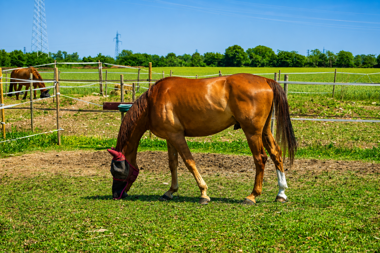 Cavallo nel recinto