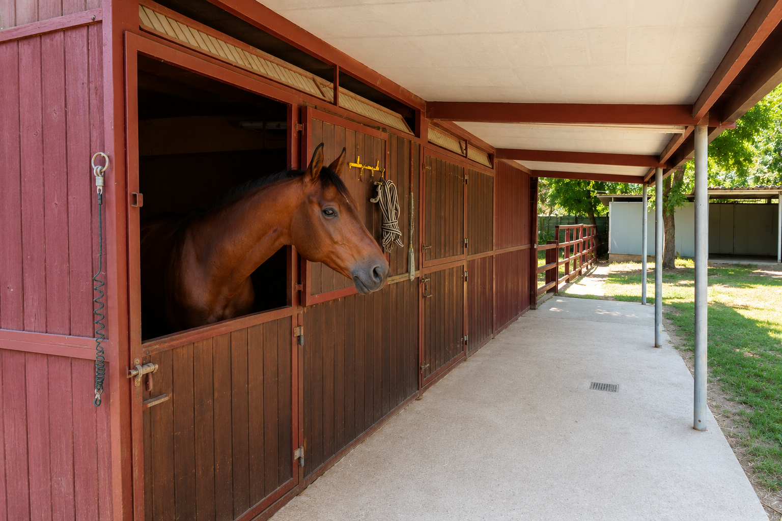 Cavallo al paddock