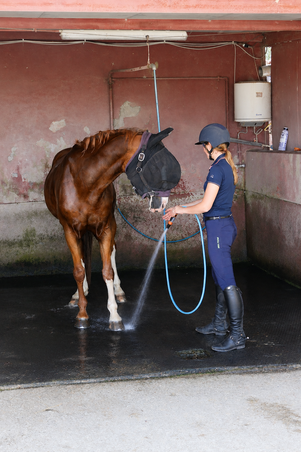 Cura e lavaggio del cavallo